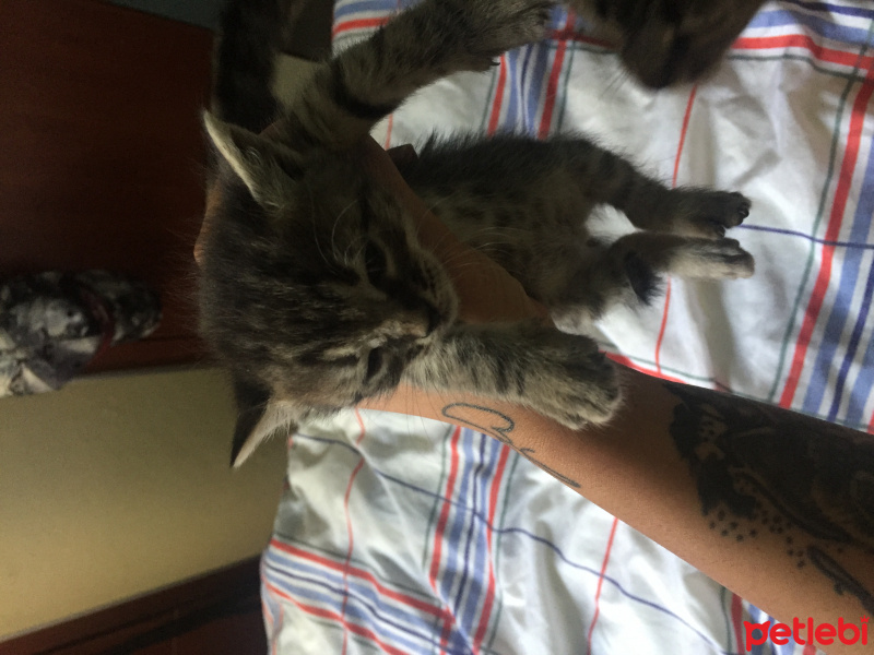 Tekir Kedi, Kedi  Adı yok fotoğrafı