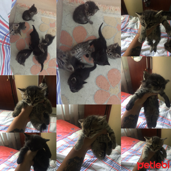 Tekir Kedi, Kedi  Adı yok fotoğrafı