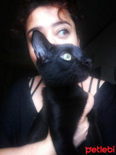 Bombay, Kedi  Samba fotoğrafı