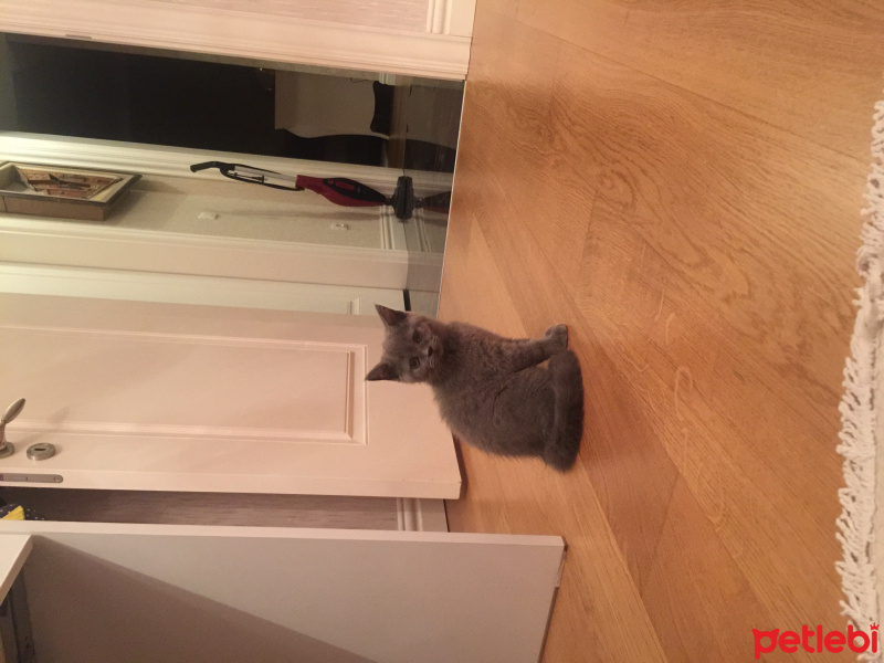 British Shorthair, Kedi  sherlock fotoğrafı