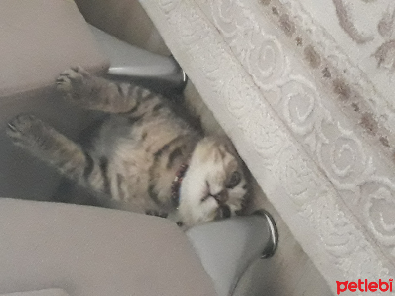 Scottish Fold, Kedi  Duman fotoğrafı