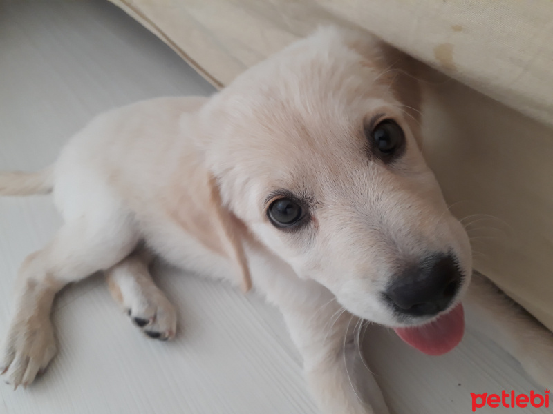 Golden Retriever, Köpek  Bella fotoğrafı