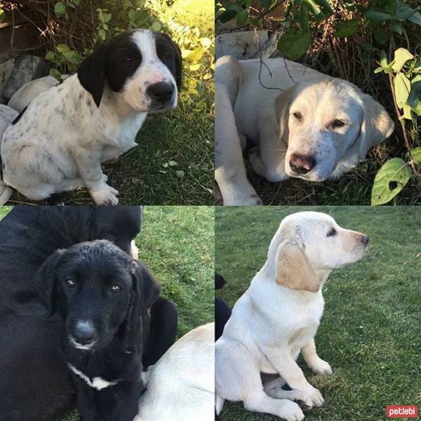 Labrador Retriever, Köpek  ISMINI SIZ KOYUN fotoğrafı