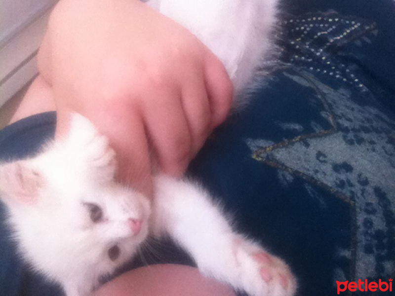 İran Kedisi (Persian), Kedi  Paşa ve asya fotoğrafı