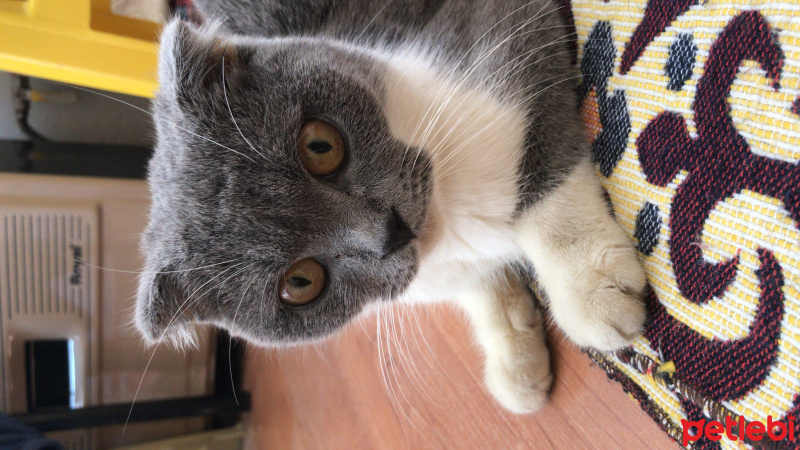 Scottish Fold, Kedi  Coco fotoğrafı