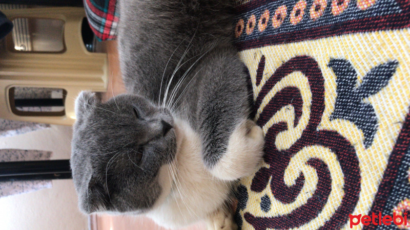 Scottish Fold, Kedi  Coco fotoğrafı