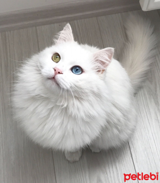 Van Kedisi, Kedi  Patik fotoğrafı
