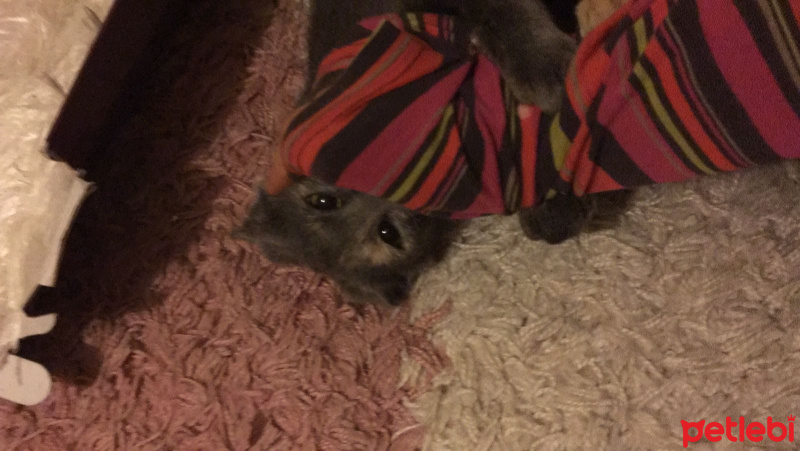 Korat, Kedi  Gölge fotoğrafı