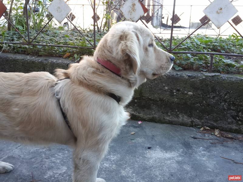 Golden Retriever, Köpek  Bofy fotoğrafı