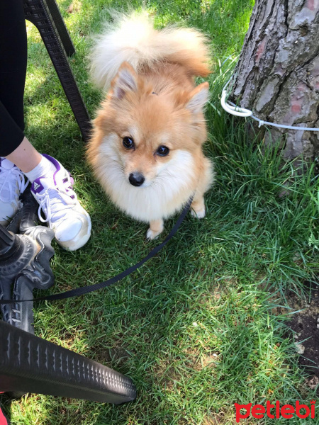 Pomeranyalı, Köpek  Sipsi fotoğrafı