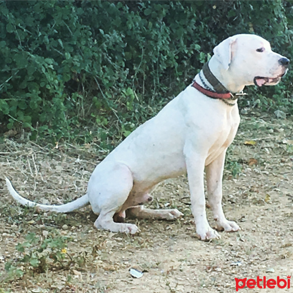 Dogo Arjantin, Köpek  raslans fotoğrafı