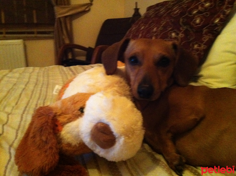 Dachshund (Sosis), Köpek  fındık fotoğrafı