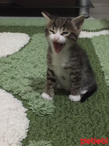 Tekir Kedi, Kedi  Badem fotoğrafı