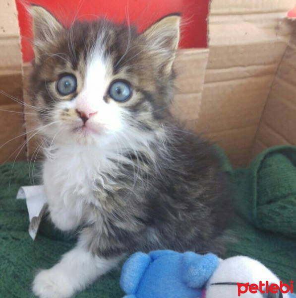 Tekir Kedi, Kedi  Badem fotoğrafı