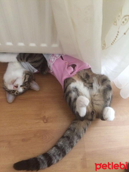 Tekir Kedi, Kedi  Ares fotoğrafı