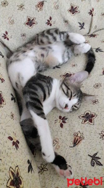 Tekir Kedi, Kedi  Ares fotoğrafı
