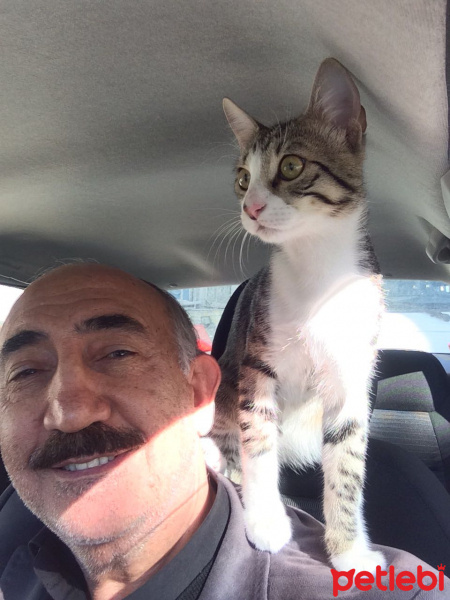 Tekir Kedi, Kedi  Ares fotoğrafı