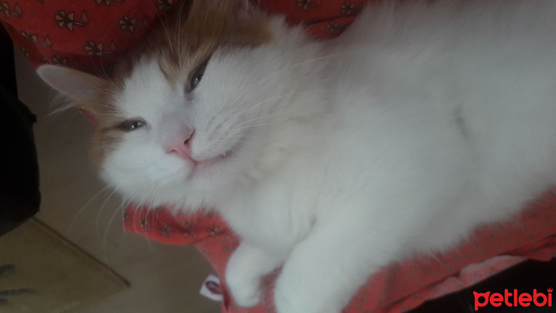 Sarman, Kedi  ŞANS fotoğrafı