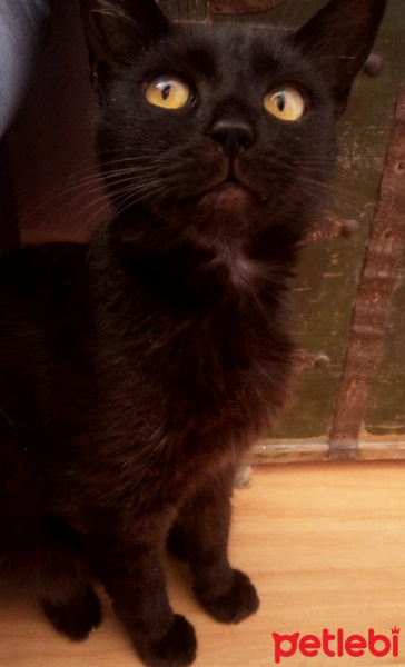 Bombay, Kedi  Muzeyyen fotoğrafı