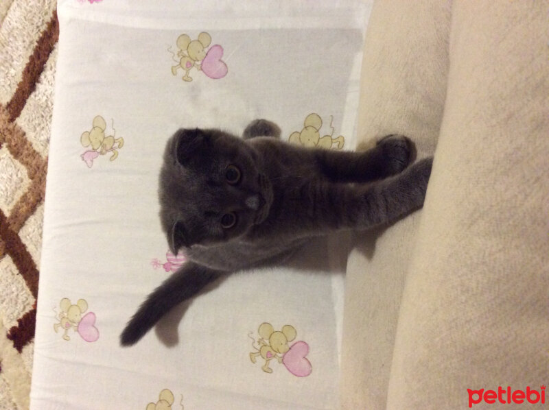 Scottish Fold, Kedi  Ponçik fotoğrafı