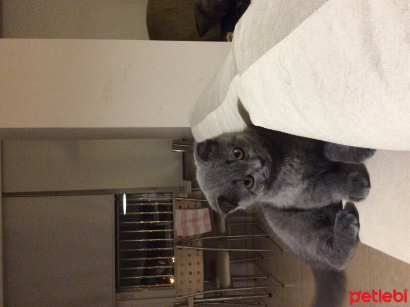 Scottish Fold, Kedi  Ponçik fotoğrafı