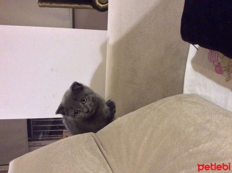 Scottish Fold, Kedi  Ponçik fotoğrafı