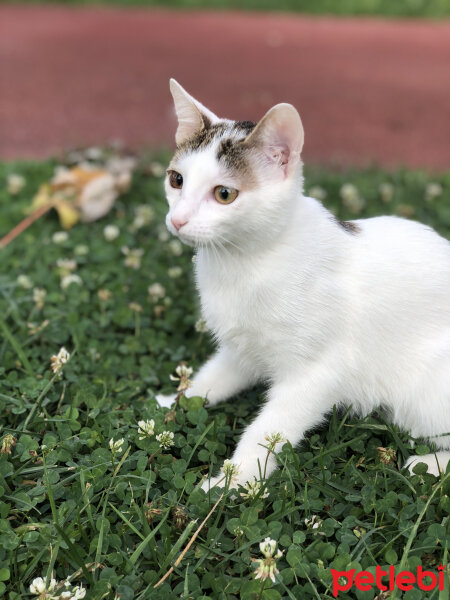 Tekir Kedi, Kedi  Müezza fotoğrafı