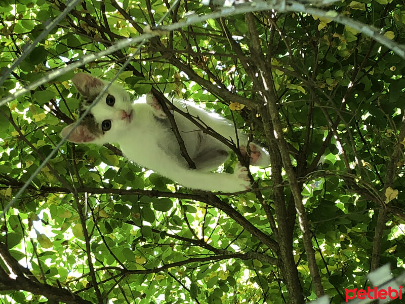 Tekir Kedi, Kedi  Müezza fotoğrafı