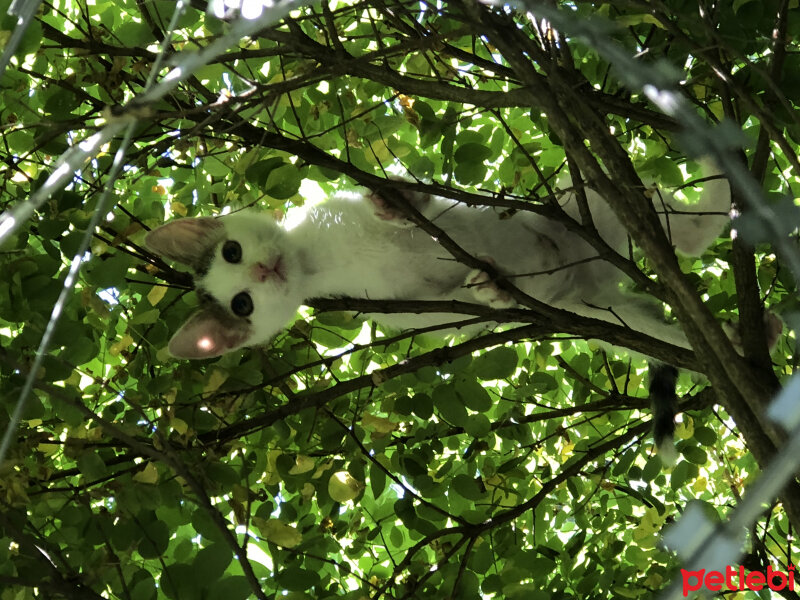 Tekir Kedi, Kedi  Müezza fotoğrafı