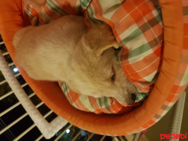 Golden Retriever, Köpek  Laika fotoğrafı