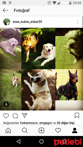 Alabay (Alabai), Köpek  Leon fotoğrafı