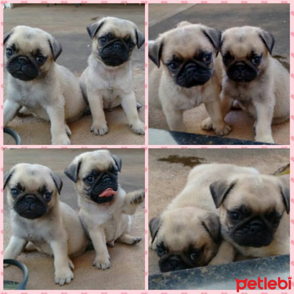 Pug, Köpek  Sahiplendirme fotoğrafı