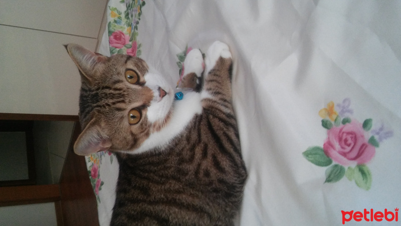 Tekir Kedi, Kedi  Micu fotoğrafı