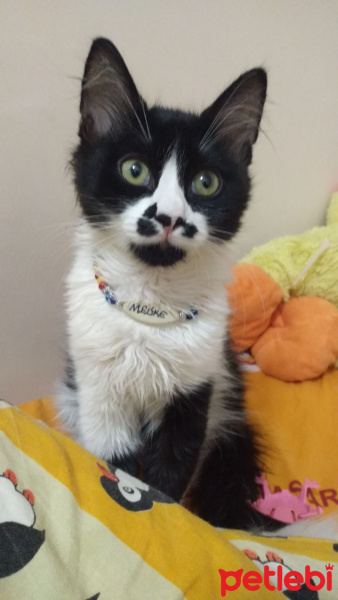 Tuxedo (Smokin) Kedi, Kedi  Bonbon fotoğrafı