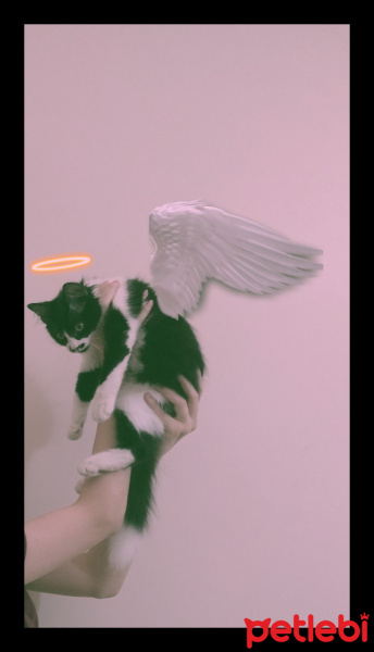 Tuxedo (Smokin) Kedi, Kedi  Bonbon fotoğrafı
