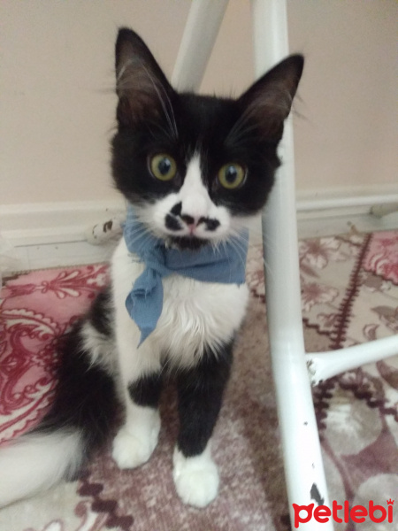 Tuxedo (Smokin) Kedi, Kedi  Bonbon fotoğrafı