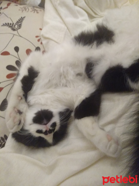 Tuxedo (Smokin) Kedi, Kedi  Bonbon fotoğrafı