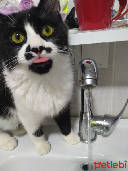 Tuxedo (Smokin) Kedi, Kedi  Bonbon fotoğrafı