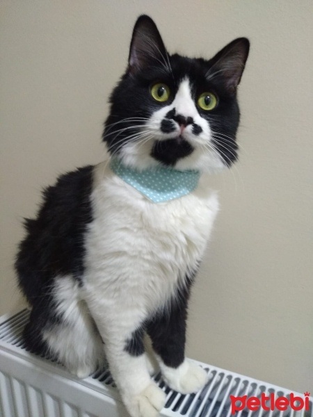 Tuxedo (Smokin) Kedi, Kedi  Bonbon fotoğrafı