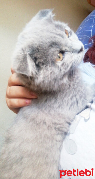 Scottish Fold, Kedi  Turta fotoğrafı