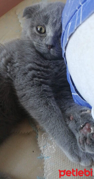 Scottish Fold, Kedi  Turta fotoğrafı