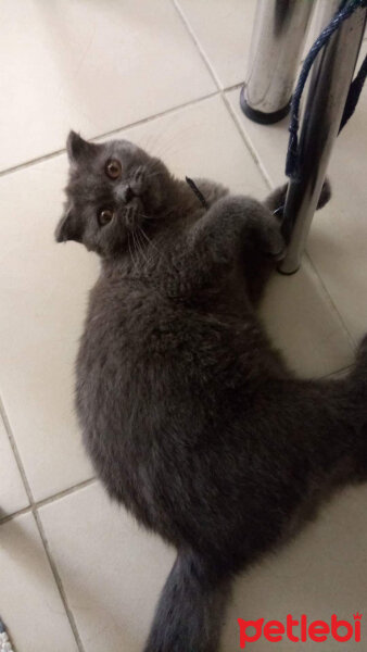 Scottish Fold, Kedi  Turta fotoğrafı