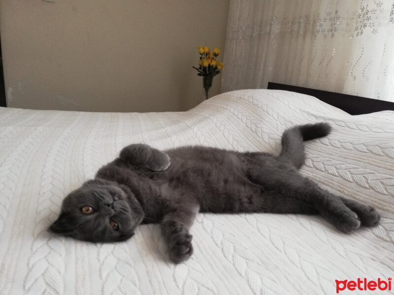 Scottish Fold, Kedi  Turta fotoğrafı