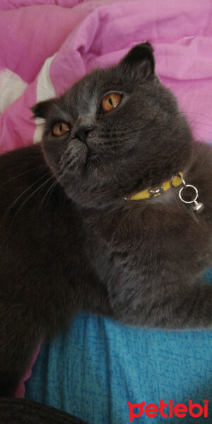 Scottish Fold, Kedi  Turta fotoğrafı