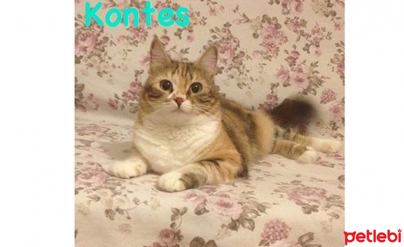 İran Kedisi (Persian), Kedi  Kontes fotoğrafı