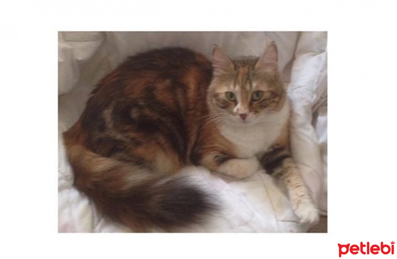 İran Kedisi (Persian), Kedi  Kontes fotoğrafı