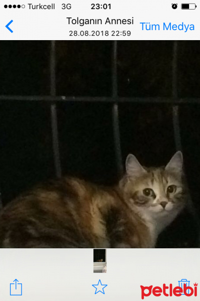 İran Kedisi (Persian), Kedi  Kontes fotoğrafı