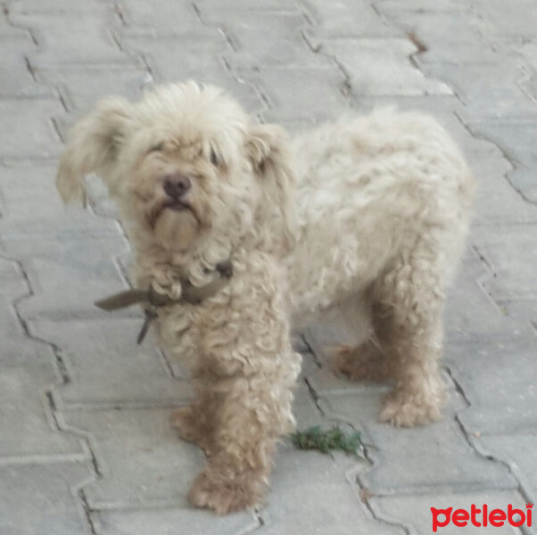 Maltese, Köpek  Malta fotoğrafı