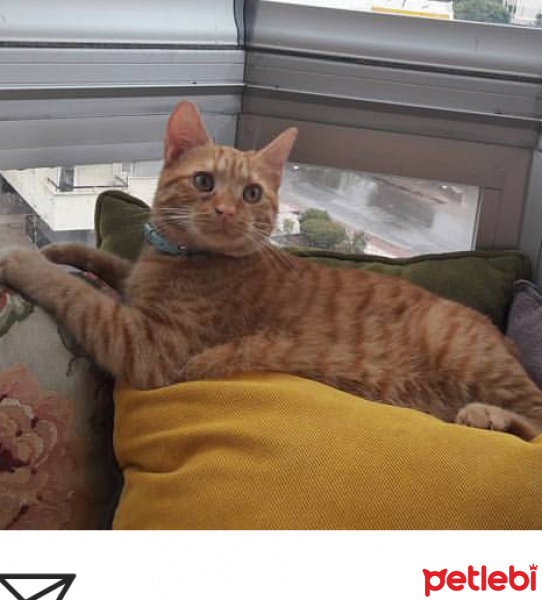 Tekir Kedi, Kedi  Fıstık fotoğrafı