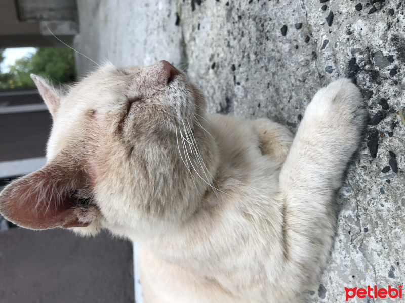 European Shorthair, Kedi  Camgöz fotoğrafı